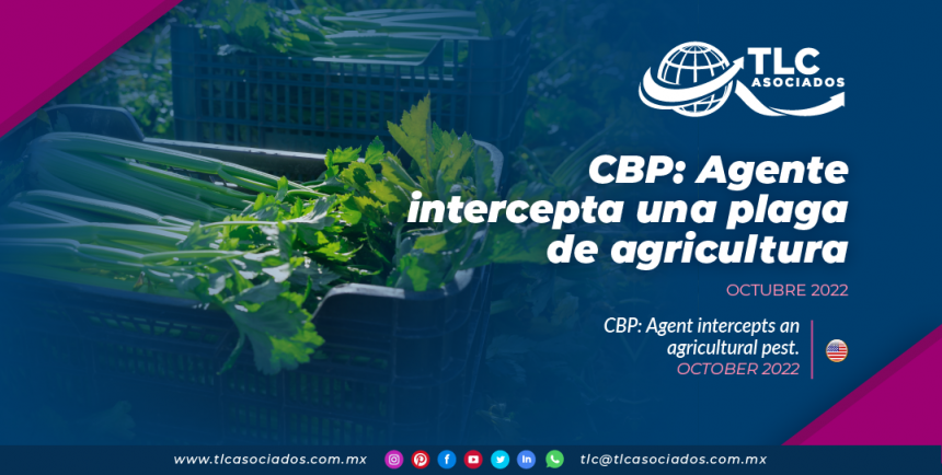 CBP: Agente intercepta una plaga de agricultura