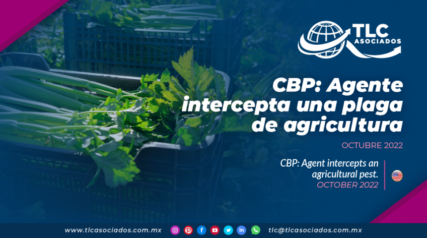 CBP: Agente intercepta una plaga de agricultura