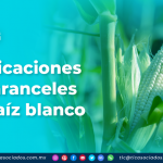 Modificaciones a los aranceles del maíz blanco