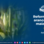 Reforma a los aranceles del maíz blanco